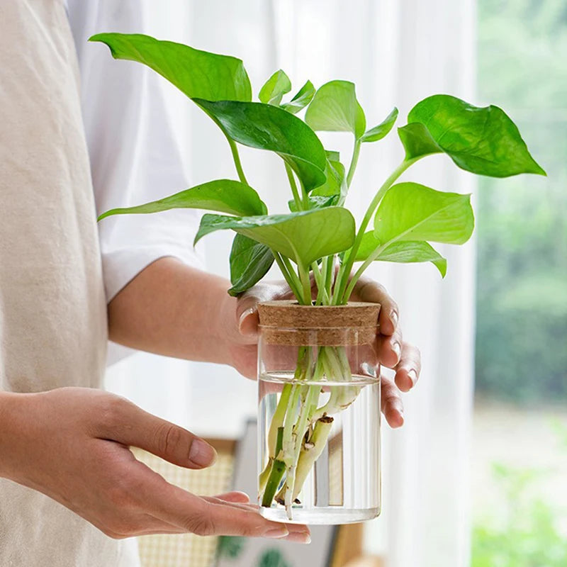 Vaso Transparente para Plantas Hidropônicas